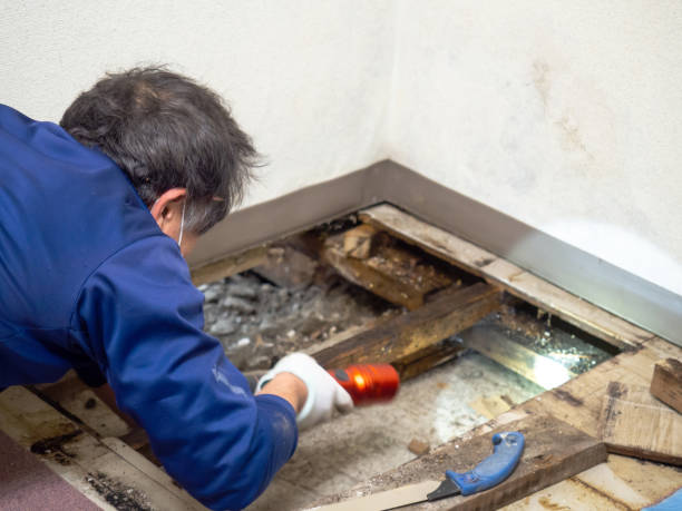 Certified Mold Removal in Southside, AR