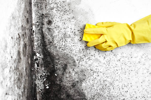 Best Mold Removal Process  in Southside, AR