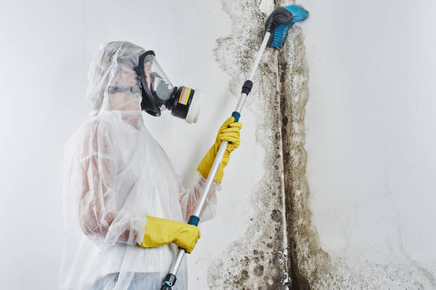Best Commercial Mold Removal  in Southside, AR