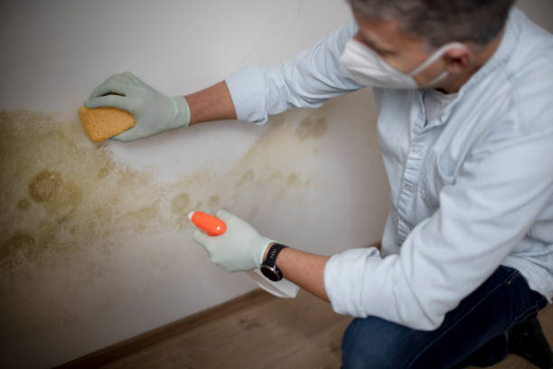 Best Crawl Space Mold Removal  in Southside, AR