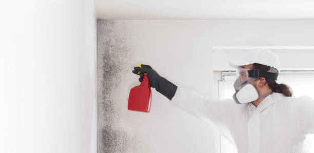 Best Mold Removal and Inspection  in Southside, AR