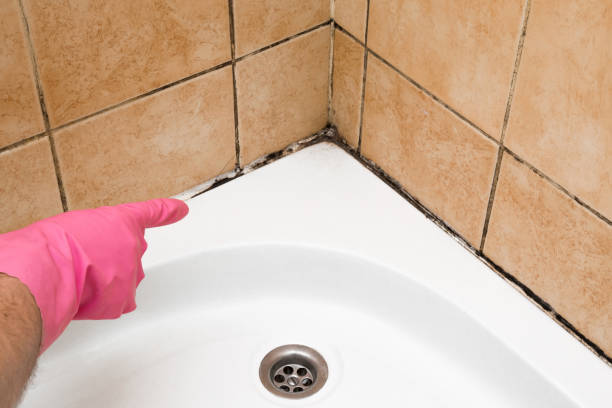 Crawl Space Mold Removal in Southside, AR